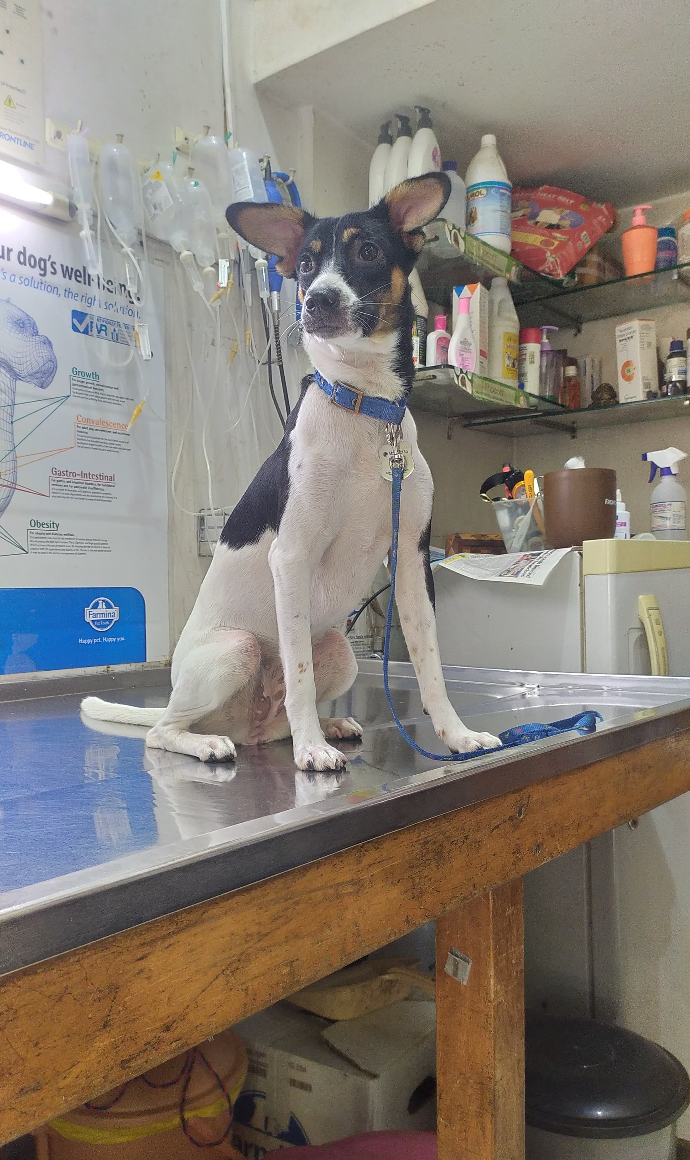 A veterinary clinic with harsh overhead lighting